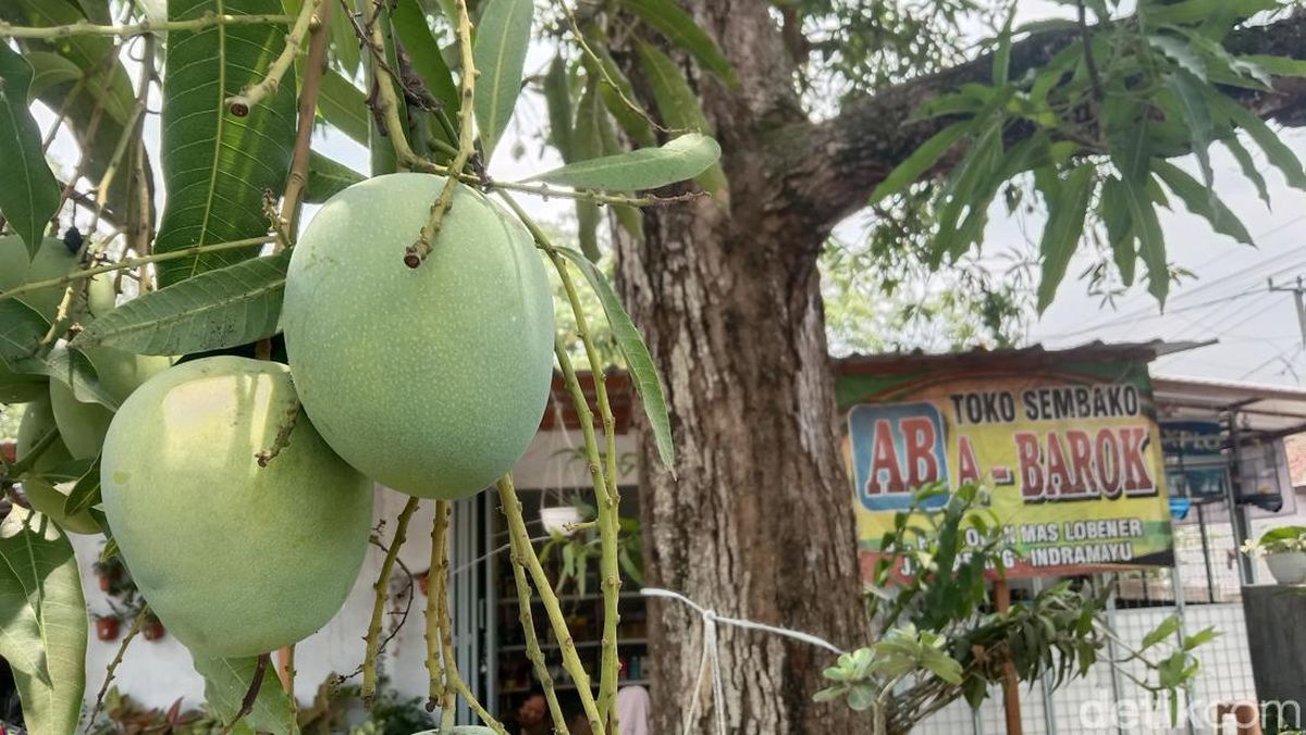 Perkebunan Mangga
